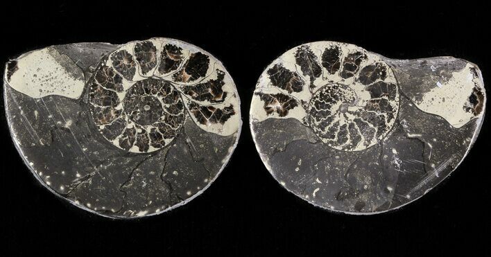 Pyritized Ammonite Fossil Pair #48093
